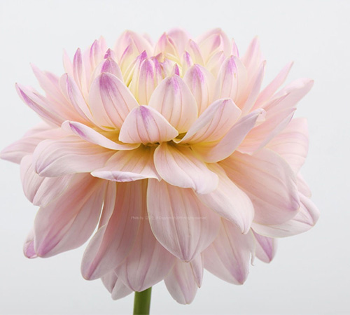 极致焕肤美颜套（抗衰祛皱）